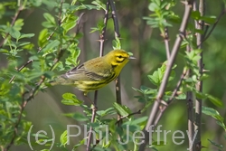 Prairie Warbler