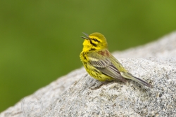 Prairie Warbler