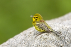 Prairie Warbler