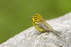 Prairie Warbler