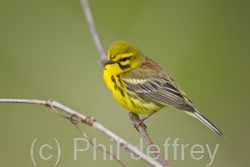 Prairie Warbler