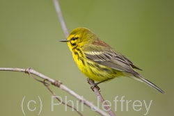 Prairie Warbler