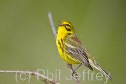 Prairie Warbler