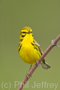 Prairie Warbler