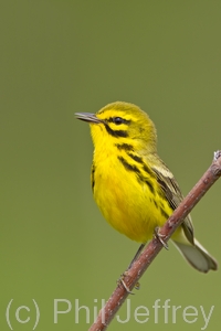 Prairie Warbler