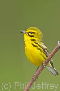 Prairie Warbler