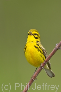 Prairie Warbler