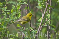 Prairie Warbler