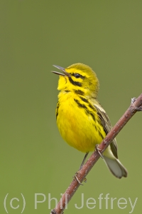 Prairie Warbler