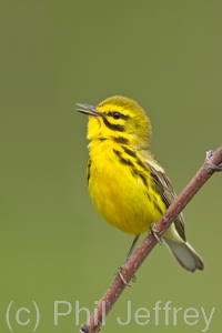 Prairie Warbler