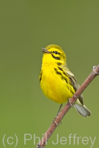 Prairie Warbler