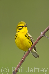 Prairie Warbler