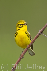 Prairie Warbler