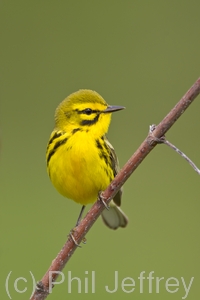 Prairie Warbler