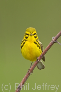 Prairie Warbler