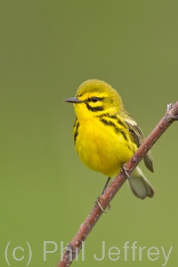 Prairie Warbler