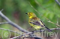 Prairie Warbler