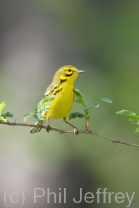 Prairie Warbler