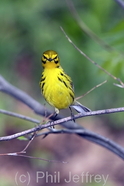 Prairie Warbler