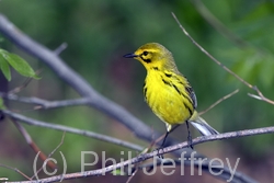 Prairie Warbler