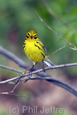 Prairie Warbler