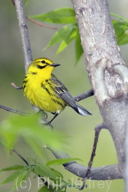 Prairie Warbler