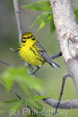 Prairie Warbler