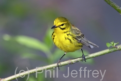 Prairie Warbler