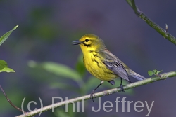 Prairie Warbler