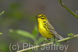 Prairie Warbler