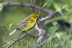 Prairie Warbler