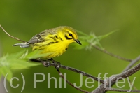 Prairie Warbler