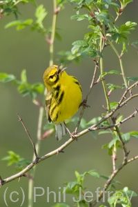 Prairie Warbler