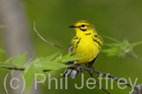 Prairie Warbler