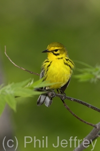 Prairie Warbler