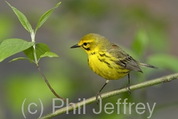 Prairie Warbler