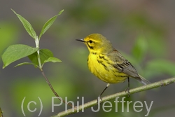 Prairie Warbler