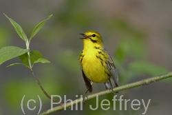 Prairie Warbler