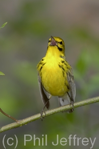 Prairie Warbler