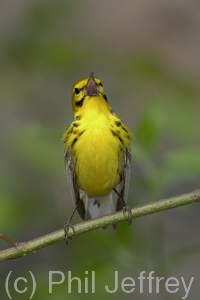 Prairie Warbler