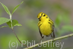 Prairie Warbler