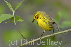 Prairie Warbler