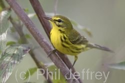 Prairie Warbler