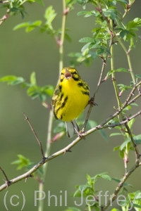 Prairie Warbler