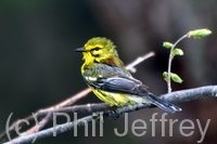 Prairie Warbler