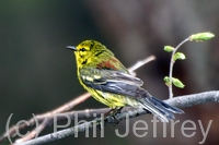 Prairie Warbler