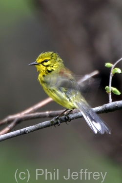 Prairie Warbler