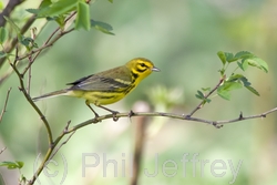 Prairie Warbler