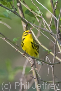 Prairie Warbler