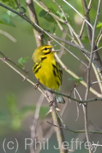 Prairie Warbler